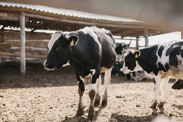 Genç boğalar uzaklarda bir ağılda