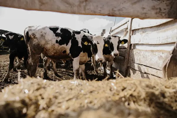 Ağıldaki genç boğalar. Tarım alanında hayvan yetiştiriciliği.