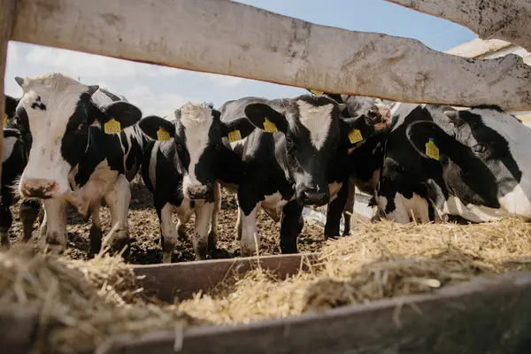 Ağıldaki genç boğalar. Tarım alanında hayvan yetiştiriciliği.