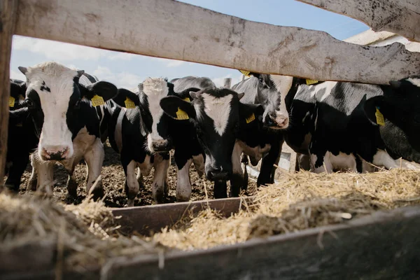 Ağıldaki genç boğalar. Tarım alanında hayvan yetiştiriciliği.