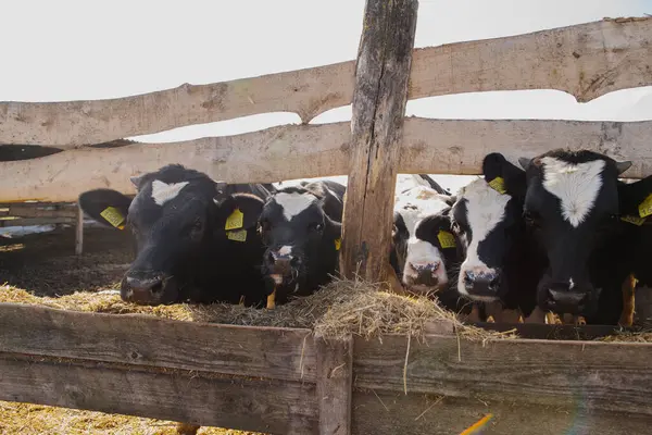 Ağıldaki genç boğalar. Tarım alanında hayvan yetiştiriciliği.