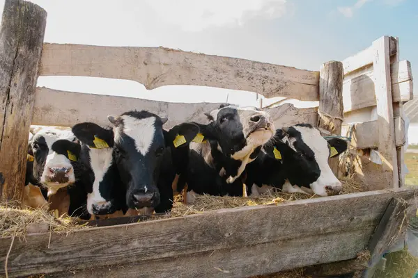 Ağıldaki genç boğalar. Tarım alanında hayvan yetiştiriciliği.