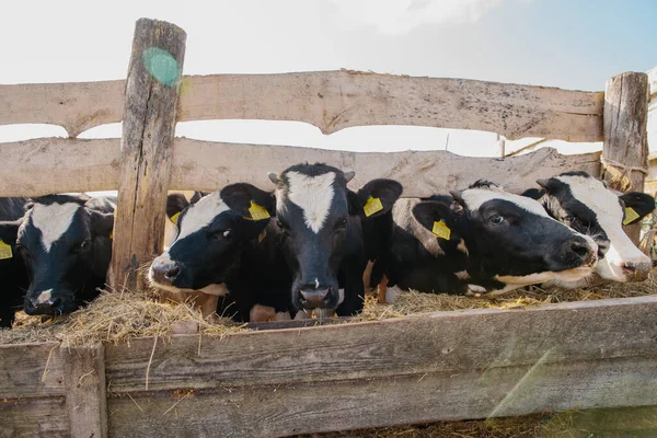 Ağıldaki genç boğalar. Tarım alanında hayvan yetiştiriciliği.