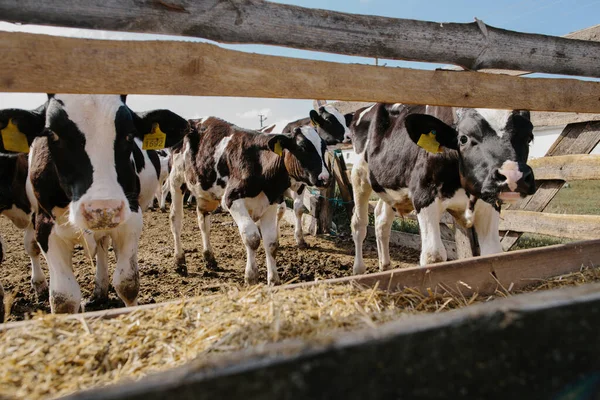 Young Bull Calves Farm — Stock Photo, Image