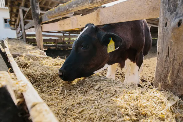 Çiftlikteki bir ağılda genç bir boğa..