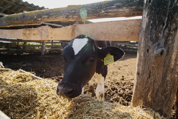 Çiftlikteki bir ağılda genç bir boğa..