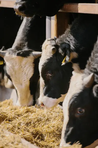 Tarım kavramı. Boğalar çiftlikte saman yerler..