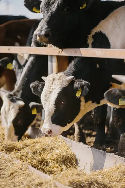 Tarım kavramı. Boğalar çiftlikte saman yerler..