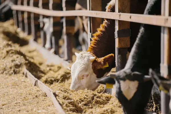 Landwirtschaftliches Konzept Bullen Fressen Heu Auf Einem Bauernhof Einem Freilandstall — Stockfoto