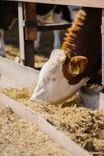 Çiftlikteki boğalar açık hava kabininde.