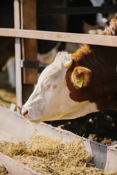 Çiftlikteki boğalar açık hava kabininde.