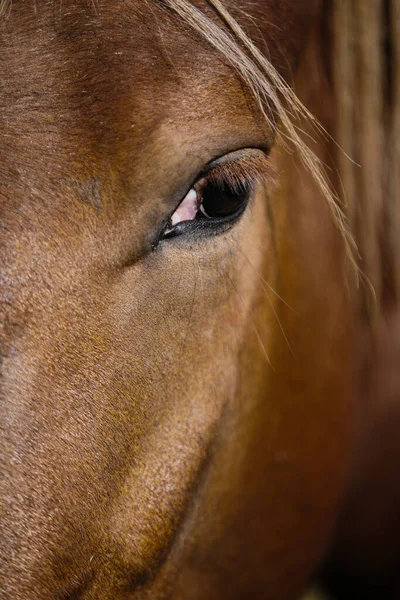 Detailed Close Chestnut Horse Eye — Stock Photo, Image