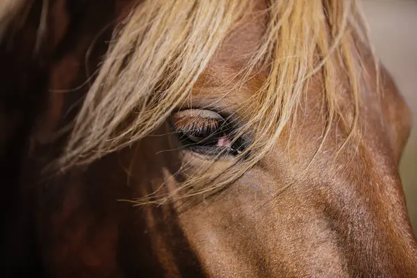 Detailed Close Chestnut Horse Eye — Stock Photo, Image