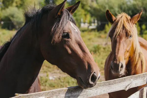 Kastanjanväriset Hevoset Tarhassa Olevalla Tilalla — kuvapankkivalokuva