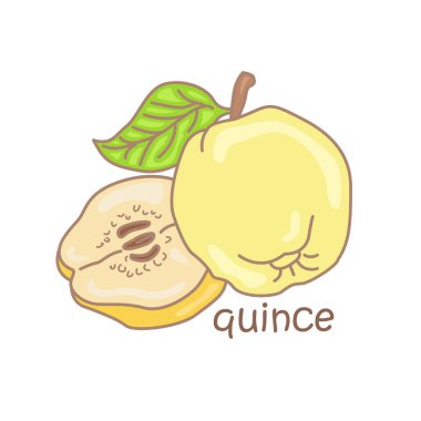 Quince Sözcük Hazinesi Okul Dersi için Q Alfabesi Çizim Vektörü Clipart Çıkartma Arkaplanı