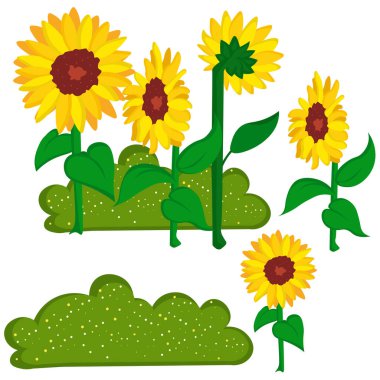 Güzel Sarı Ayçiçeği Bitkileri Doğa Çizgi Filmi Çizim Vektörü Clipart Yapıştırma Arkaplanı