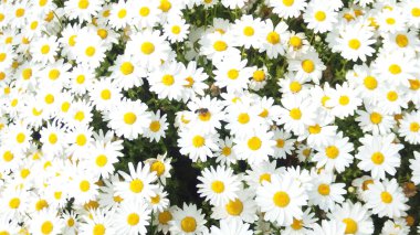 Çiçek desenli, seçici odaklı beyaz papatyalar