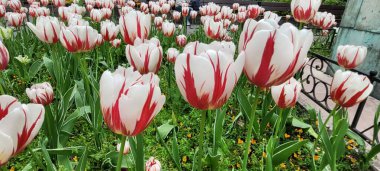 Beyaz ve kırmızı iki renkli laleler bahçesi 