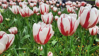 Beyaz ve kırmızı iki renkli laleler bahçesi 