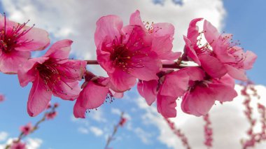 Güneşli bir günde mavi gökyüzünde kiraz çiçekleri