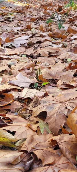 Bahçe toprağı sonbaharda ağaçlardan dökülen kahverengi yapraklarla kaplı.