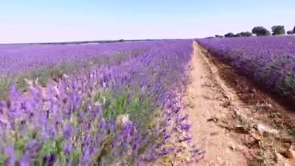 Yazın Brihuega Güzel Lavanta Çiçeklerinin Üzerinde Uçmak Spanya Nın Kırsalında — Stok video