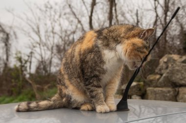 Bir yavru kedi arabanın çatısında oturur ve yüzünü antene sürterek anın tadını çıkarır. Sıcak ve samimi bir açık hava sahnesi.