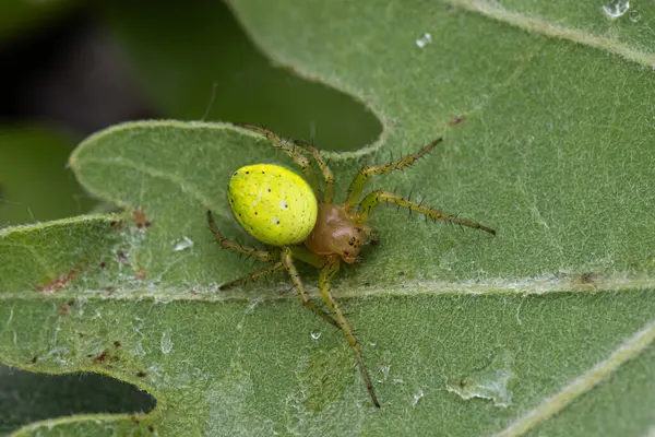 Araniella cucurbitina. Yeşil bir yaprağın üzerinde oturan parlak sarı bir Araniella cucurbitina örümceğinin makro çekimi. Vücut detayları ve yaprak dokusu açıkça görülebilir..