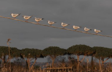 Altın saat boyunca sekiz martı bir telin üstüne tünedi. Kuşlar ve karanlık gökyüzü arasında çarpıcı bir tezat var. Ağaçlar arka planda hafifçe parlıyor..