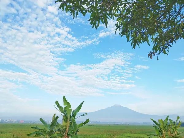 stock image green field with blue sky and clouds