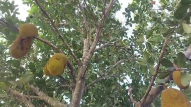 Aşağıdan sarkan bir meyve ağacının video görüntüleri