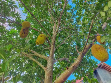 Jackfruit, meyveler Brezilya 'da inanılmaz dokuları olan güzel meyvelerle dolu, seçici bir odak