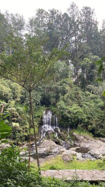 Ormanda güzel bir şelale