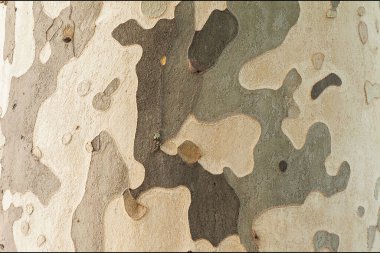 Farklı renklerde düzensiz dekoratif noktaları olan ağaç gövdesi kabuğu.