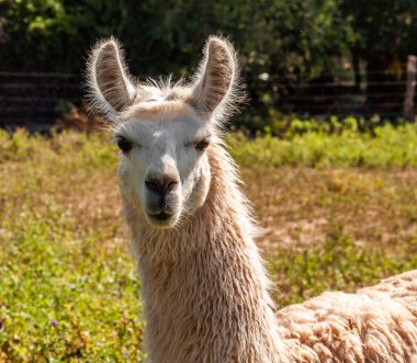 Lama kafa, ön planda ve yan ışıkta, beyaz yünlü ve özenli.