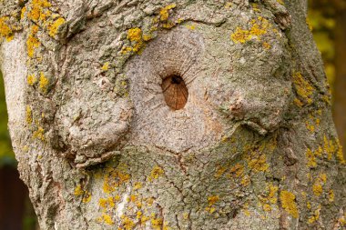 Ağaç gövdesinin kabuğunda bir göz var..