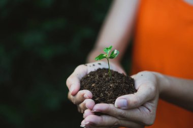 Eller, arka planda toprak olan küçük filiz ağacını tutuyor..