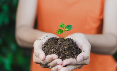 Eller, arka planda toprak olan küçük filiz ağacını tutuyor..