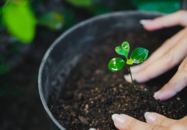 Eller bahçede çalışırken genç ağacı dikiyor.