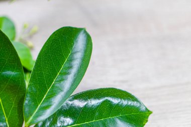 Gri beton arka planda yaprak. Yukarıdan görüntüle