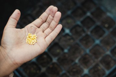 Çiftçi serada tohumları başlatıyor