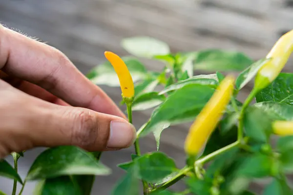 Hand with chili, farmer\'s hand keeping fresh chili pepper plant, Organic vegetables