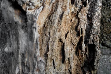 Kuru ağaç kabuğu doku ve arka plan