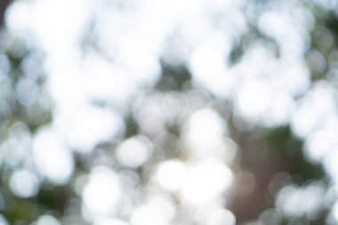 Soyut yeşil arkaplanın bulanık görünümü. Bokeh etkisi