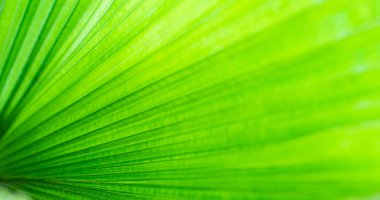 Yazın bahçedeki yeşil yaprak doğası