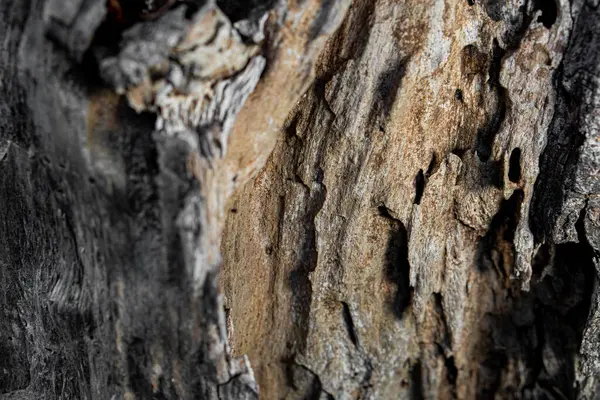 stock image dry tree bark texture and background