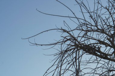 Ormandaki ağaç dalları