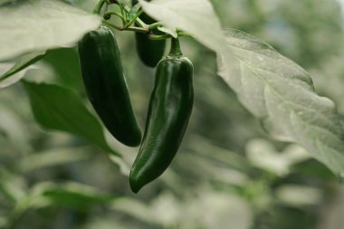 Yeşil biberleri yakın.