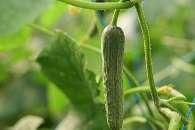 Serada yeşil salatalık