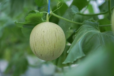 yeşil olgunlaşmamış olgunlaşmamış balkabağı bahçedeki bir ağaçta.